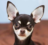 Black-And-White-Chihuahua-long